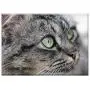 Triple Blank Wall Plate Cover - Cat Kitten Gata Feline Pet Animal Cat Face Grey Triple Blank Wall Plate Cover - Cat Kitten Gata Feline Pet Animal Cat Face Grey