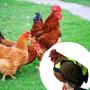 Uwariloy Pet Reflective Vest, Chicken Clothes Chicken Saddle Poultry Hen Saddle Apron Feather Protection Holder High-Vis Jacket for Chicken and Duck