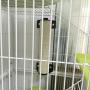 Creation Core Premium Quality Cat Scratching Posts for Cages/Wall