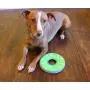 Chuckit! Zipflight Dog Toy, Medium-2 Pack Chuckit! Zipflight Dog Toy, Medium-2 Pack