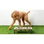 Brave Bark Wood & Metal Feeder - Premium Mango Wood Feeder with Metal Stand, 2 Stainless Steel Bowls for Food or Water Included, Perfect for Dogs, Cats & Pets of Any Size, Great for Home or Office (M) Brave Bark Wood & Metal Feeder - Premium Mango Wood Feeder with Metal Stand, 2 Stainless Steel Bowls for Food or Water Included, Perfect for Dogs, Cats & Pets of Any Size, Great for Home or Office (M)