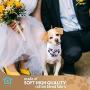 JT Pet My Humans are Getting Married & She Said Yes Dog Wedding Bandana Dog of Honor Dog Wedding Attire Puppy, Dog Handkerchiefs - Wedding Dog Bandana - Dog Engagement Announcement - Save The Date