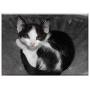 Triple Blank Wall Plate Cover - Cat Pet Black And White Cat Young Cat