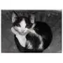 Triple Blank Wall Plate Cover - Cat Pet Black And White Cat Young Cat Triple Blank Wall Plate Cover - Cat Pet Black And White Cat Young Cat