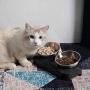 OOFAH Raised Cat Bowls Stainless Steel Material, Tilted Elevated Cat Bowl Food and Water Bowls,Pet Feeding Bowls for Cats and Small Dogs