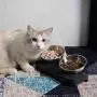 OOFAH Raised Cat Bowls Stainless Steel Material, Tilted Elevated Cat Bowl Food and Water Bowls,Pet Feeding Bowls for Cats and Small Dogs OOFAH Raised Cat Bowls Stainless Steel Material, Tilted Elevated Cat Bowl Food and Water Bowls,Pet Feeding Bowls for Cats and Small Dogs