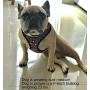 Paw Prints Dog Harness Leash Set NO Choke, Light Padding,Neoprene Lining,Made of Breathable Material,Adjustable Straps,Provides Comfortable Maximum Control (Tribal Stripes, Small)