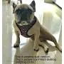 Paw Prints Dog Harness Leash Set NO Choke, Light Padding,Neoprene Lining,Made of Breathable Material,Adjustable Straps,Provides Comfortable Maximum Control (Tribal Stripes, Small) Paw Prints Dog Harness Leash Set NO Choke, Light Padding,Neoprene Lining,Made of Breathable Material,Adjustable Straps,Provides Comfortable Maximum Control (Tribal Stripes, Small)