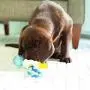 JW Puppy Connects Crinkle Ball Replacement JW Puppy Connects Crinkle Ball Replacement