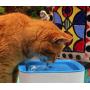 Purrfect World Cat and Dog Water Fountain w/Carbon - Ion Exchange Filter : 84 Oz / 2.5L Capacity : Provides Fresh Filtered Water for Your Pet