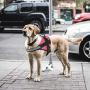 MUMUPET Service Dog Harness, No Pull Easy On and Off Pet Vest Harness, 3M Reflective Breathable & Easy Adjust Pet Halters with Nylon Handle - No More Tugging or Choking for Small Medium Large Dogs