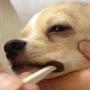 MIND UP Toothbrush for Dogs Easy to use Made in Japan Kenko Care
