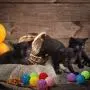 Sumind 20 Pieces Cat Toys Balls with Bells Interactive Cat Exercise Toy Cat Play Balls Pet Toys of Keeps Busy for Cat (Assorted Color) Sumind 20 Pieces Cat Toys Balls with Bells Interactive Cat Exercise Toy Cat Play Balls Pet Toys of Keeps Busy for Cat (Assorted Color)