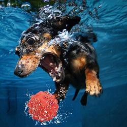 ThinkPet Rubber Dog Chew Toy Durable Teeth Cleaning Treat Dispensing Toy