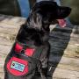 WORKINGSERVICEDOG.COM Working Dog Do Not Pet - Sew On Patch for Service Dog Vest or Harness