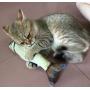 Tomcrazy 3PCS Simulation Fish Cats/Small Puppy Dogs Toys Catnip Pet Sets Doll Interactive Pets Toy Throw PP Cotton Plush Pillow Chew Bite Play Fetch Toy Grass carp Saury Arowana (3-Pack)