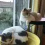 C.T Cat Window Circular Bed for Indoor Cats Cat Hammock Durable Heavy Duty Suction Cups Cat Bed Holds Up to 33lbs/15kg Easy to Assemble Lower Support The Bed 4colours C.T Cat Window Circular Bed for Indoor Cats Cat Hammock Durable Heavy Duty Suction Cups Cat Bed Holds Up to 33lbs/15kg Easy to Assemble Lower Support The Bed 4colours