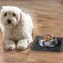 mDesign Premium Quality Square Pet Food and Water Bowl Feeding Mat for Dogs and Puppies - Waterproof Non-Slip Durable Silicone Placemat - Food Safe, Non-Toxic - Medium - Black mDesign Premium Quality Square Pet Food and Water Bowl Feeding Mat for Dogs and Puppies - Waterproof Non-Slip Durable Silicone Placemat - Food Safe, Non-Toxic - Medium - Black