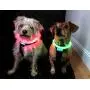 Shine for Dogs Ultimate LED Dog Harness - USB Rechargeable, Cable Included, 4 Awesome Colors. Ultra Bright, Durable, Made to Last. Maximize Your Dog’s Visibility.