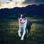 Funny Pets Dog Toys Ball LED Glowing Streak Blinking