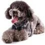RYPET Small Dog Harness and Leash Set - No Pull Pet Harness with Soft Mesh Nylon Vest for Small Dogs and Cats
