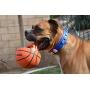 SPOT EZ Catch 6'' Ball | Dog Ball with Handle | Rubber Basketball Design | Pet Toys | Dog Toys | Dog Squeaky Toy | Interactive Dog Toys | Dog Balls | Dog Backyard Fun | Durable Dog Toys | Play Fetch