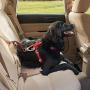 Kurgo Dog seat Belt Pet Safety Tether with Carabiner, Tru-Fit Enhanced Strength Replacement Tether, Use with Car Safety Dog Harness