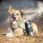PetFusion Portable Dog Water Bottle (New; Large Dispenser, 22 oz). Insulated 2 Wall Stainless Steel for Optimal Cool Water Temp, Leak Proof, eco Friendly