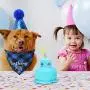 Weewooday Dog Birthday Boy Scarf Set Include Dog Birthday Bib Dog Party Hat Dog Cake Squeaky Toy Dog Birthday Party Supplies for Medium Large Dogs