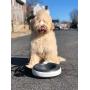 Heyrex Torus Ultimate Water Bowl