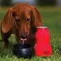 H2o4k9 Stainless Steel K9 Water Bottle 9.5oz