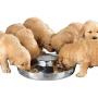 Pro Select Stainless Steel Multi Puppy Pan Litter Feeder Dish Dog Bowl Saucer Choose Size