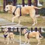 No-Pull Dog Harness with Leash,Adjustable Soft Padded Dog Vest, Reflective No-Choke Pet Oxford Vest with Easy Control Handle for Large Dogs (Blue, S)