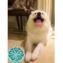PETCEE Slow Feeder Dog Bowls Dog Cat Food Bowl Pet Bowls for Small Medium Large Dogs Cats Dog Water Food Bowl Dog Anti Choking Slow Eating Bowl with Non-Slip Rubber at The Bottom
