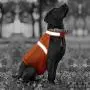 BSEEN Dog Reflective Vest High Visibility Safety with Adjustable Reflective Strips & Lightweight Comfortable Materials Keep Your Dog Safe While Walking & Hunting BSEEN Dog Reflective Vest High Visibility Safety with Adjustable Reflective Strips & Lightweight Comfortable Materials Keep Your Dog Safe While Walking & Hunting