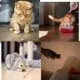Sterling Endurance Cat Toys, Rechargeable, Cat Dog Exercise Toy