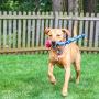S&T INC. Natural Rubber Fetch Toy