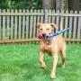 S&T INC. Natural Rubber Fetch Toy S&T INC. Natural Rubber Fetch Toy