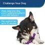 PetSafe Busy Buddy Jack Dog Toy, Chew Toy with Treats