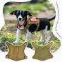 Tactical Service Dog Harness Vest,K9 Adjustable Military Working Harness Water-Resistant Comfortable Training MOLLE Dog Vest with Handle (XS, Khaki)