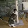 Qucey 32 Inches Tall Cat Scratching Post, Claw Scratcher with Sisal Rope Include a Cat Interactive Plush Ball Toy Qucey 32 Inches Tall Cat Scratching Post, Claw Scratcher with Sisal Rope Include a Cat Interactive Plush Ball Toy