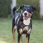 Vovodog Dog Harness No-Pull Pet Harness, Adjustable Outdoor Walking Pet Reflective Oxford Soft Vest with 2 Metal Rings and Handle Easy Control for Small Medium Large Dogs…