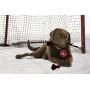 NHL Arizona Coyotes Puck Toy for Dogs & Cats. Play Hockey with Your Pet with This Licensed Dog Tough Toy Reward!