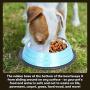 Iconic Pet Color Splash Stripe Non-Skid Pet Bowl, 96-Ounce, Blue