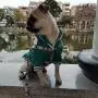Dog Harness for Small Dogs with Leash Easy Walk No Pull Soft Comfortable Fabric Geometric Pattern (L(Width 0.98'' Chest 21.6-30.7'' 58-74lb), Geometric Pattern) Dog Harness for Small Dogs with Leash Easy Walk No Pull Soft Comfortable Fabric Geometric Pattern (L(Width 0.98'' Chest 21.6-30.7'' 58-74lb), Geometric Pattern)