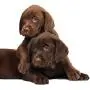 BEST Hypoallergenic Dog Shampoo. PURE Al Natural Dog Shampoo is proven safe and effective. PURE Dog Allergy Shampoo is Guaranteed and is the trusted dog shampoo hypoallergenic conditions require BEST Hypoallergenic Dog Shampoo. PURE Al Natural Dog Shampoo is proven safe and effective. PURE Dog Allergy Shampoo is Guaranteed and is the trusted dog shampoo hypoallergenic conditions require