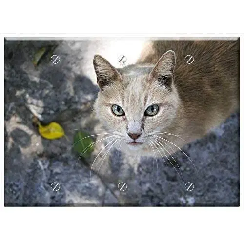 Triple Blank Wall Plate Cover - Cat Feline Pet Feline Look Animal Pussycat Triple Blank Wall Plate Cover - Cat Feline Pet Feline Look Animal Pussycat