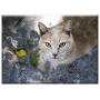 Triple Blank Wall Plate Cover - Cat Feline Pet Feline Look Animal Pussycat