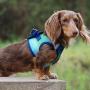 DOGGIE DESIGN American River Dog Harness Ombre Collection - Northern Lights