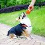 Football Dog Chew Toy, Squeaky Soft Latex Floating Bouncing Ball Pet Dog Toy for Small Medium Large Dog Interactive Toy